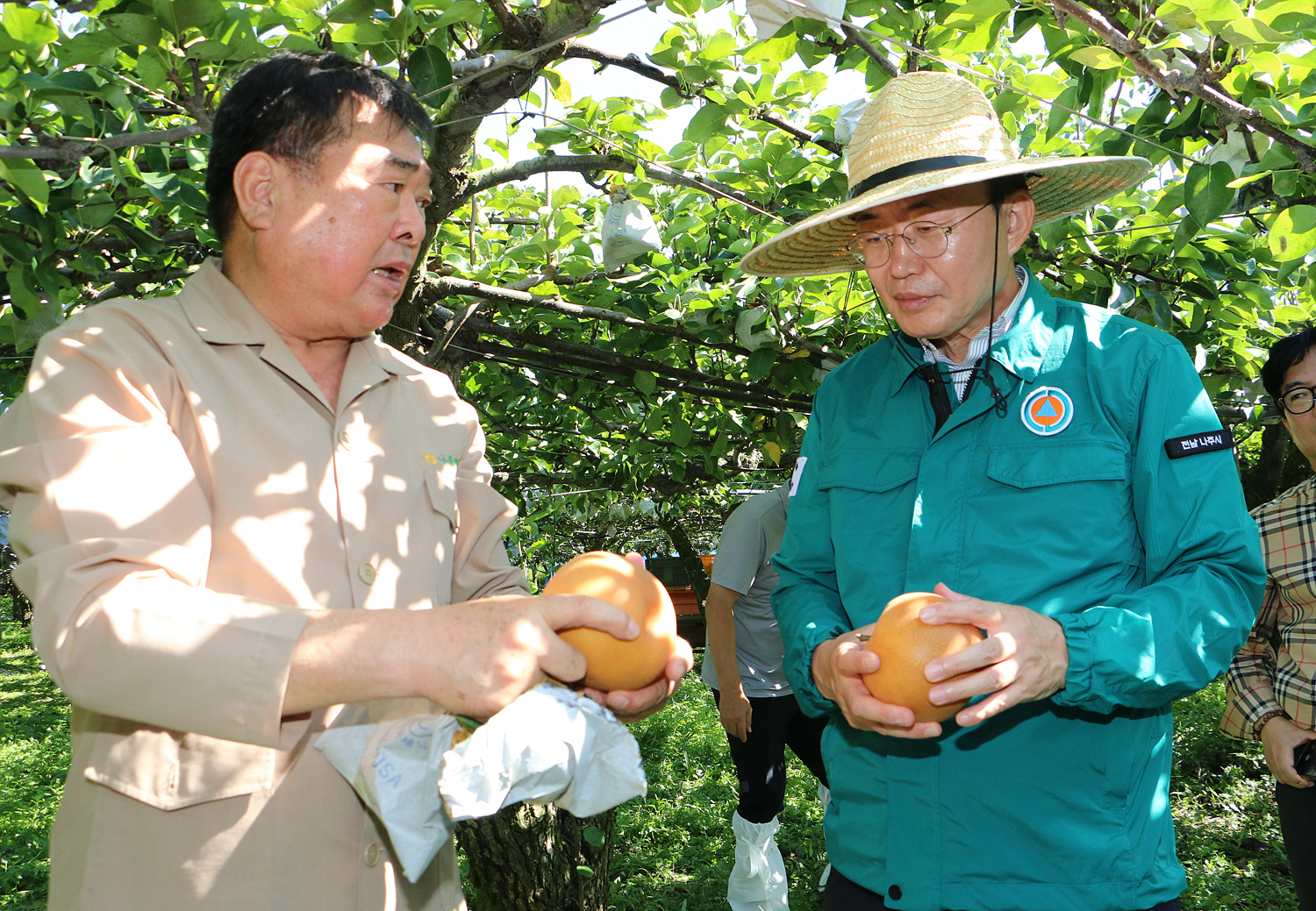 과수배 일소피해 농가 현장 방문 나주배원협 조합장이 배를 들고 피해 관련 설명을 하고 있고 나주시장이 배를 들고 듣고 있는 모습