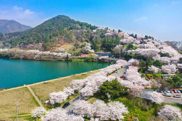 (장려상) 한수제의 벚꽃_김정훈