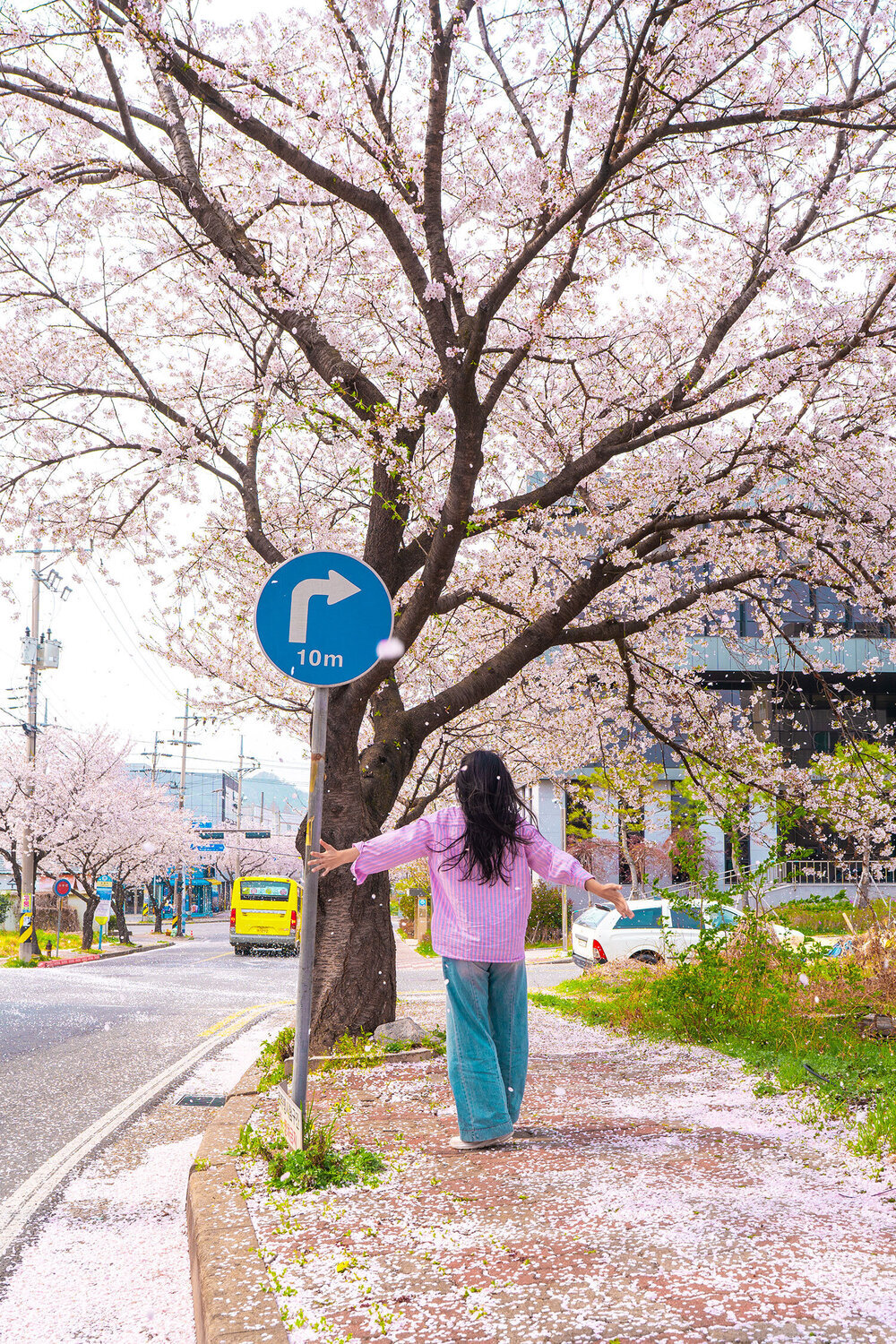 이창동 벚꽃길