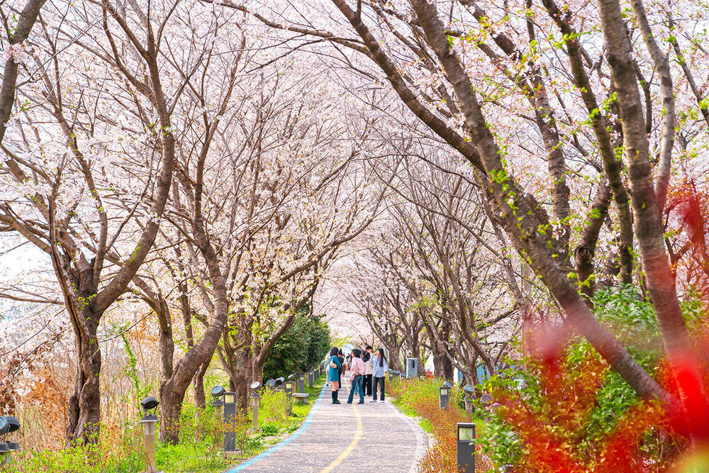 이창동 벚꽃길