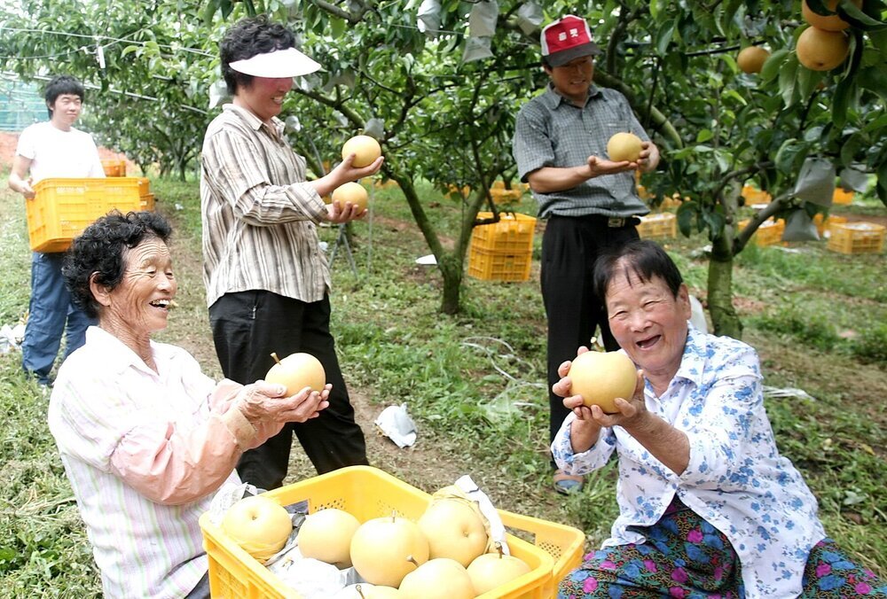 나주배 산업특구, 중기부 최우수 특구 선정(배 수확장면) -할머니들이 수확한 배를 손에 들고 환하게 웃고 있다.