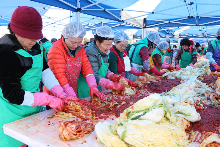 새마을부녀회 김장나누기 행사 새마을 부녀회 회원분들이 나란히 서서 배추에 양념을 발라가며 김장봉사를 하고 있는 모습