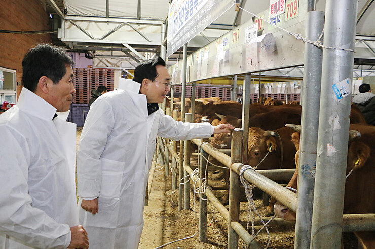 2024년 나주가축시장 안전기원제 나주시장이 방진복을 입고 가축시장을 둘러보는 가운데 소들을 보며 웃고 있는 모습