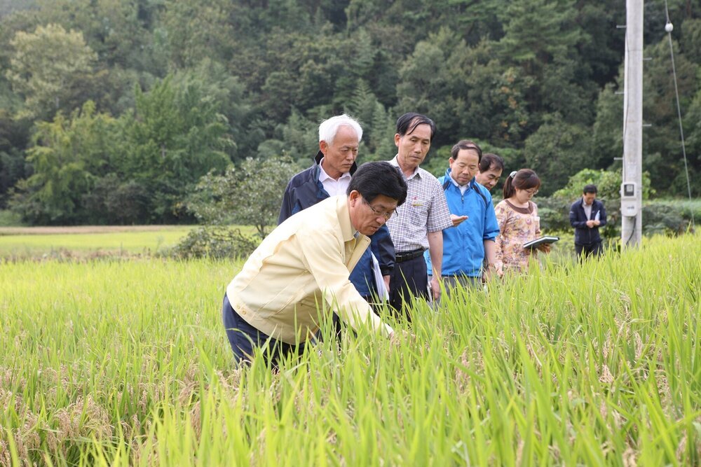 벼 이삭도열병 현장 방문 1.JPG