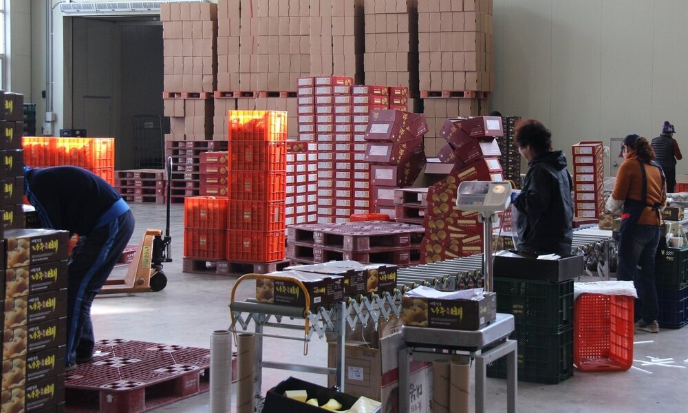 나주 추황배 포장작업.JPG