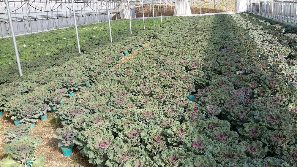 나주 도심 겨울꽃 식재 2.jpg