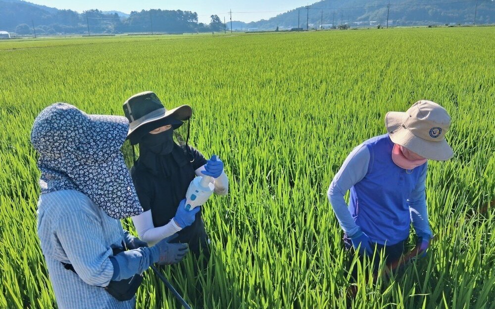 나주시, 벼멸구 등 병해충 합동 예찰 실시
