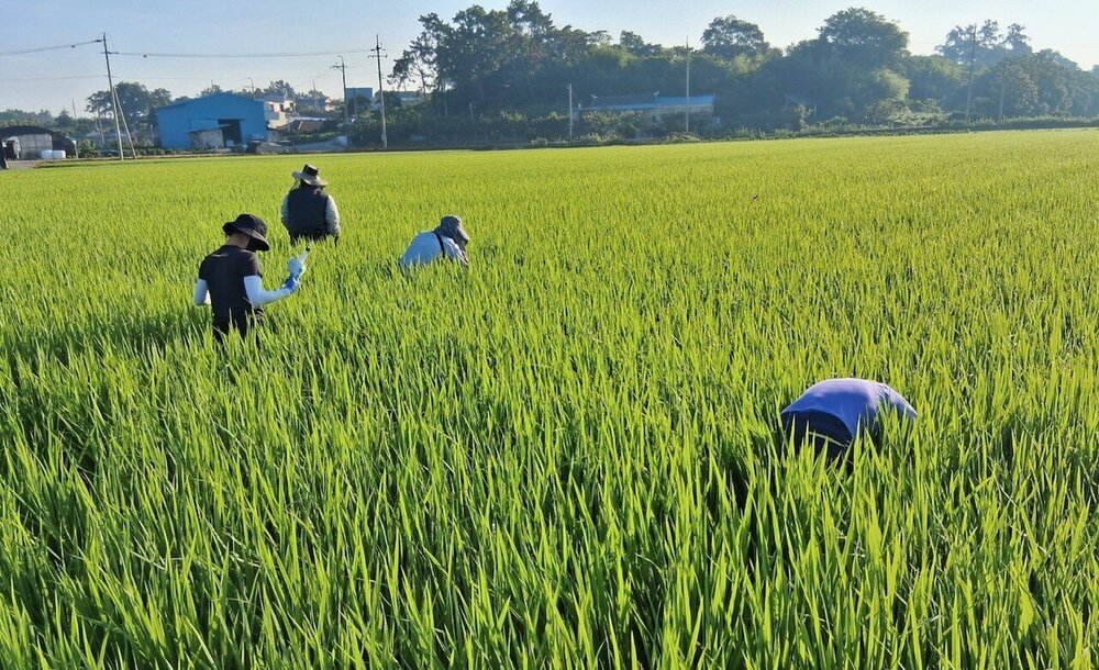 나주시, 벼멸구 등 병해충 합동 예찰 실시