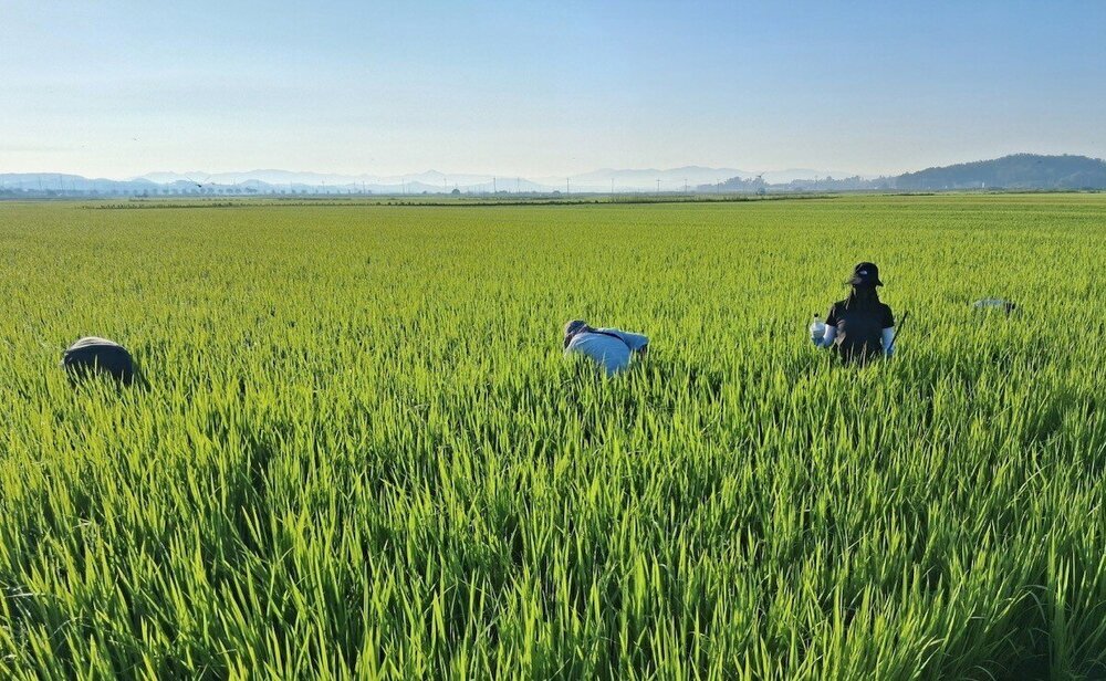 나주시, 벼멸구 등 병해충 합동 예찰 실시