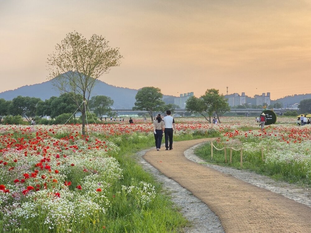 영산강 꽃양귀비 만개…나주 봄꽃 명소 인기