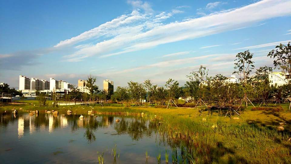 2015년 여름 혁신도시의 전경. 호수와 나무, 풀들로 조경이 가꾸어져있다