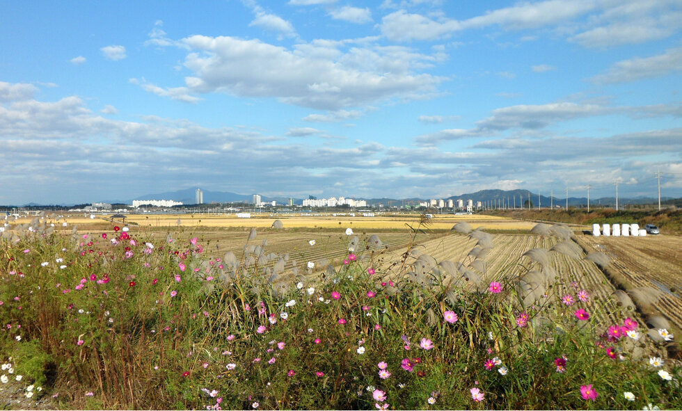 10월 23일에 촬영 된 벼 수확이 끝난 논의 모습