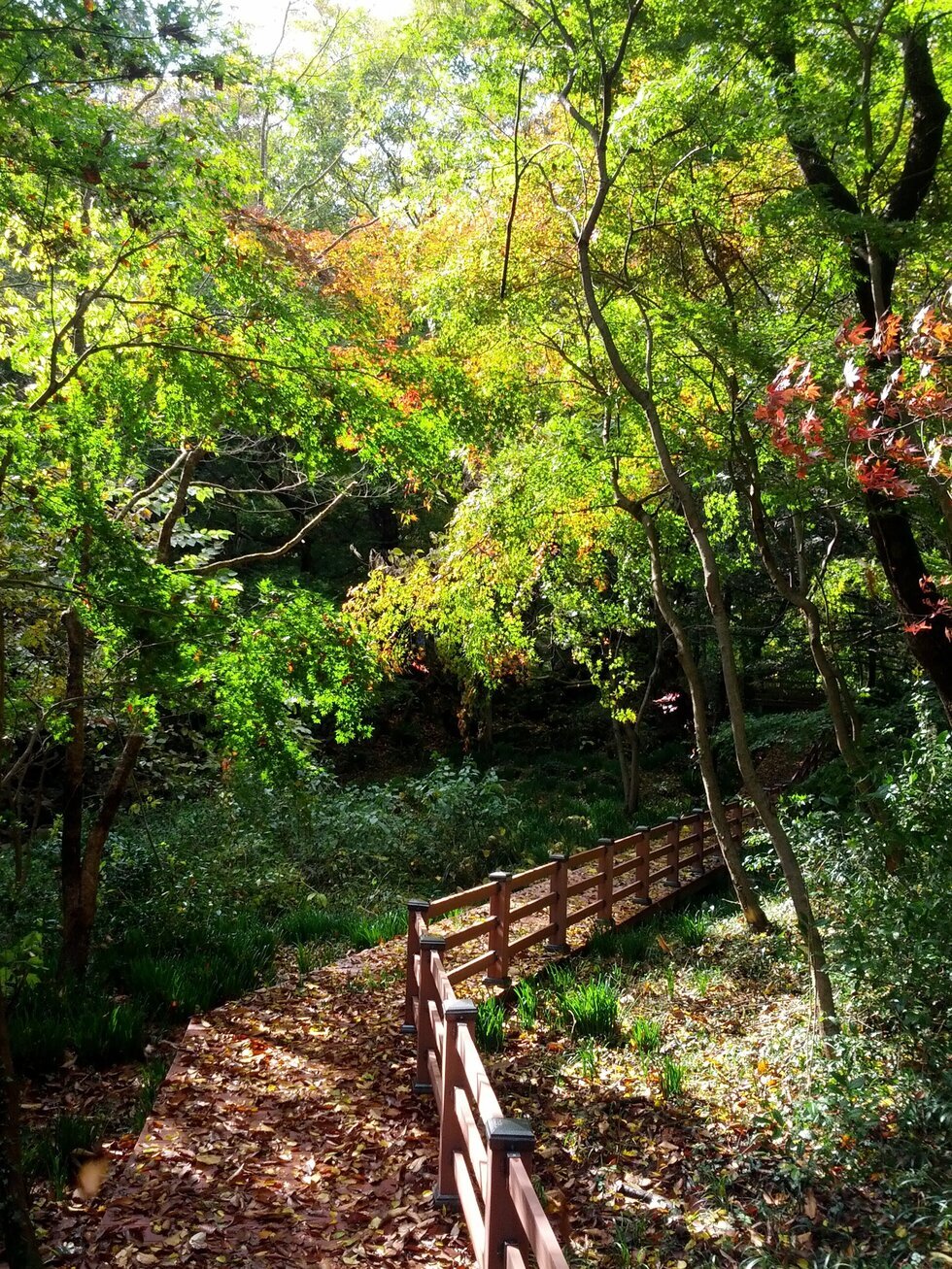 11월 2일에 촬영 된 숲 산책길 풍경