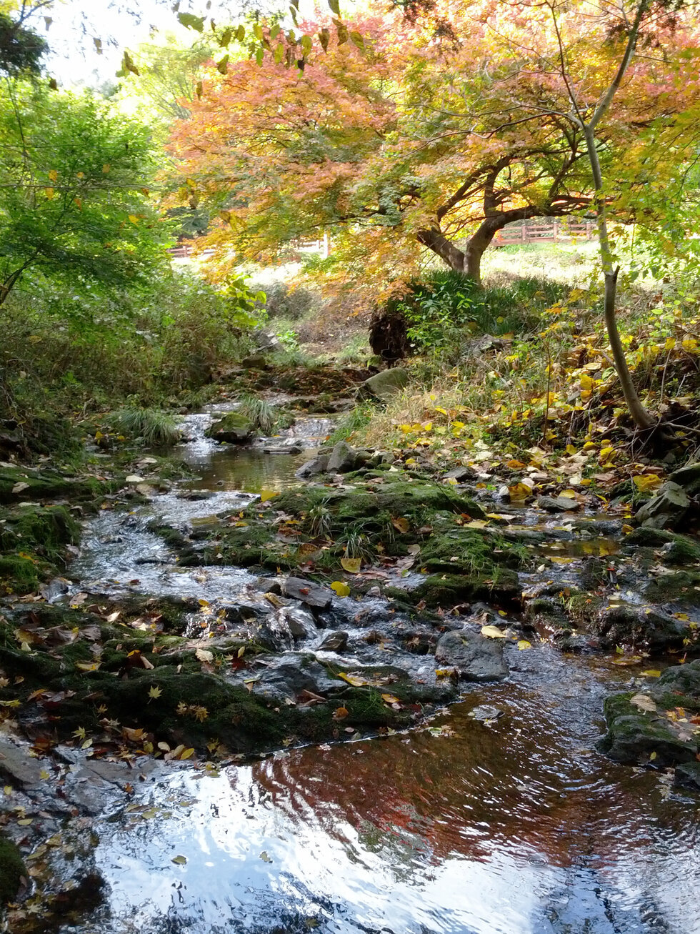 11월 4일에 촬영 된 단풍이 진 숲속 길. 개울이 흐르고 있음