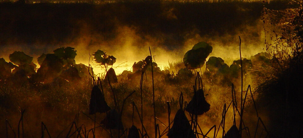 안개낀 일출의 풍경. 주변 풀과 나무의 실루엣이 멋지다