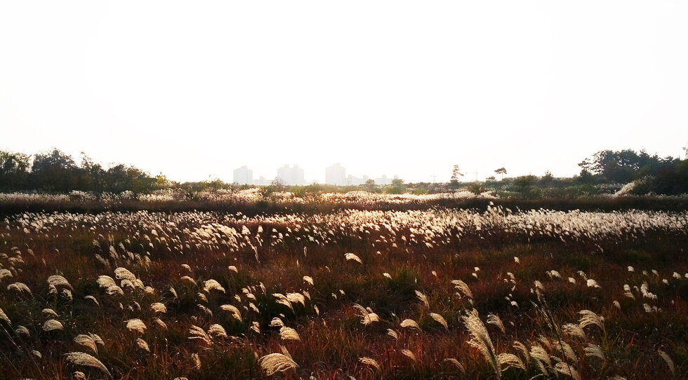 2014년 11월 12일에 촬영 한 억새 밭 풍경. 정면 멀리 안개사이로 혁신도시의 모습이 보임