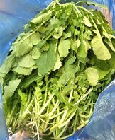 조00자 회원님 열무 후원