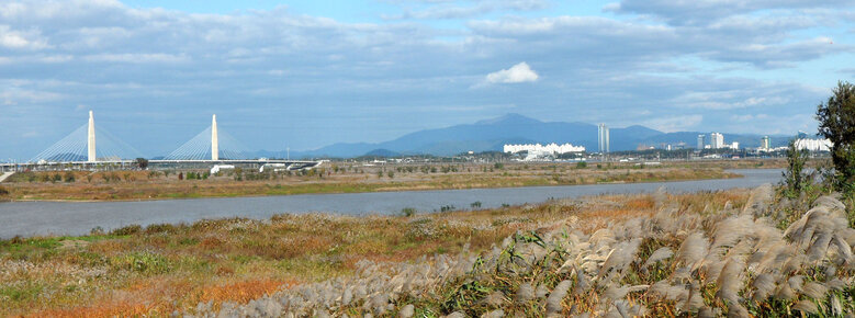 억새와 강, 그리고 다리가 보이는 풍경