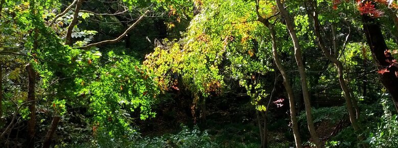 11월 2일에 촬영 된 숲 산책길 풍경