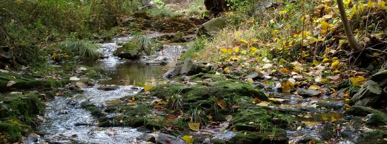 11월 4일에 촬영 된 단풍이 진 숲속 길. 개울이 흐르고 있음