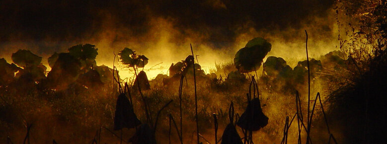 안개낀 일출의 풍경. 주변 풀과 나무의 실루엣이 멋지다