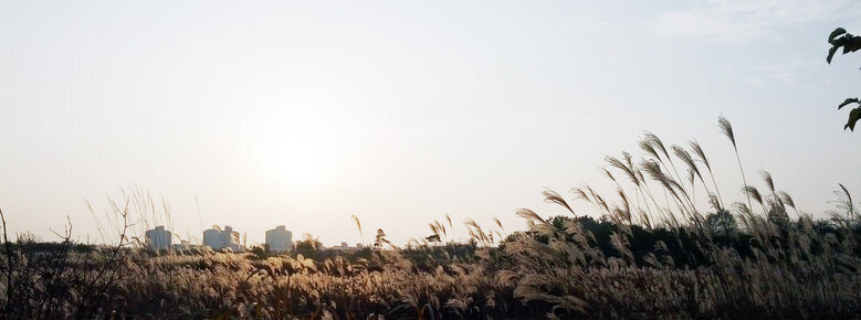 2014년 11월 12일 촬영한 혁신도시 억새의 풍경