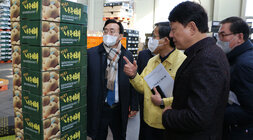 설 명절 배 선과장 방문 포장 배를 살펴보는 나주시장 모습5