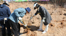 베메산 사계절 꽃동산 조성사업 착공 식재행사 나주시장과 배우자가 나무를 심고 있는 모습 배우자는 나무를 잡고 있고 나주시장이 삽으로 흙을 퍼서 나무 뿌리쪽을 다지고 있는 모습