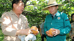 과수배 일소피해 농가 현장 방문 나주배원협 조합장이 배를 들고 피해 관련 설명을 하고 있고 나주시장이 배를 들고 듣고 있는 모습