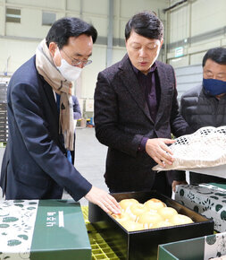 설 명절 배 선과장 방문 포장 배를 살펴보는 나주시장 모습1
