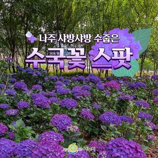 수국꽃들이 샤방샤방~ 빛가람호수공원과 느러지전망대에 활짝 피었습니다: