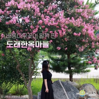 배롱나무꽃이 활짝 핀 도래한옥마을에서 여름 보내기