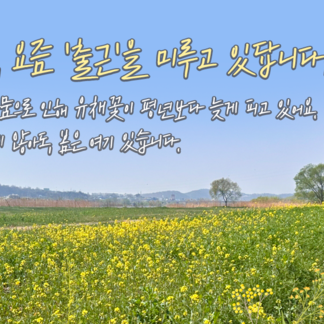 유채꽃, 요즘 출근을 미루고 있답니다!