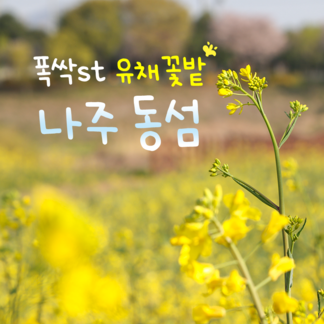 폭싹st 나주 동섬 유채꽃밭