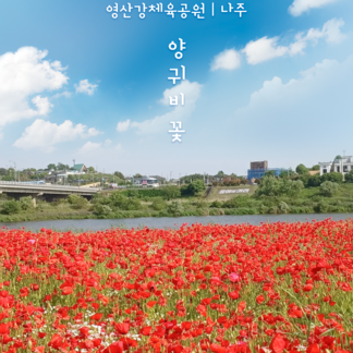 영산강변을 따라 핀 양귀비 이번 주말 나주에서 아름다운 순간을 만나보세요