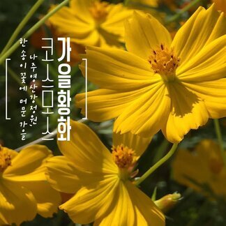 가을빛으로 물든 나주영산강정원 황화 코스모스