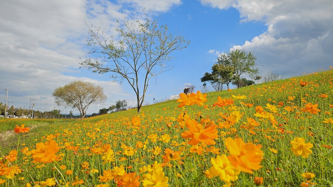 코스모스가 만개한 모습