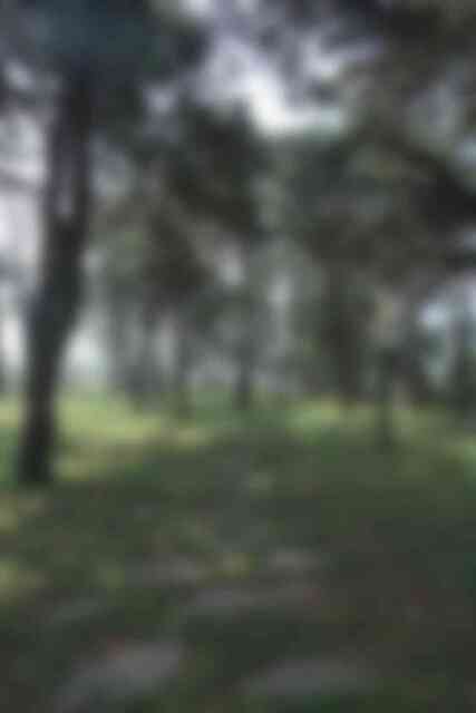 드들강 솔밭유원지