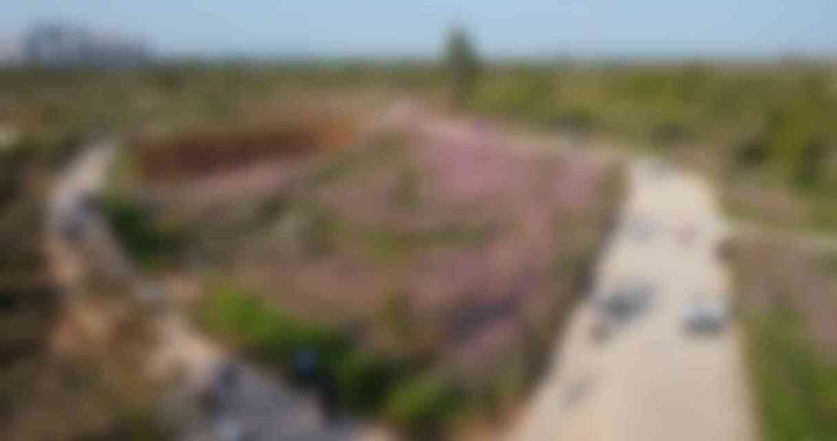 코스모스가 만개한 모습