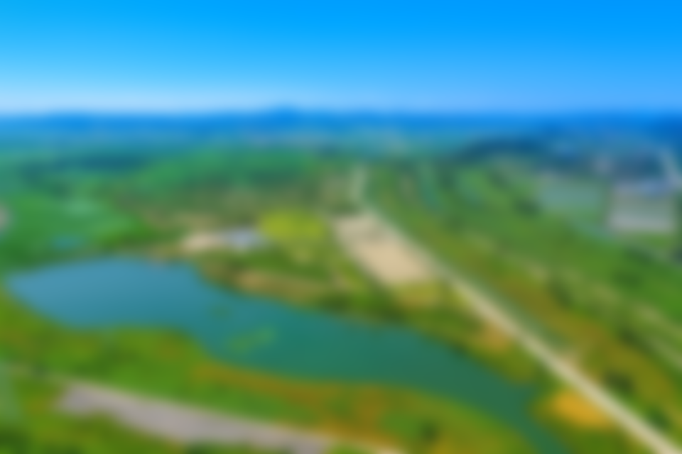 코스모스가 만개한 모습