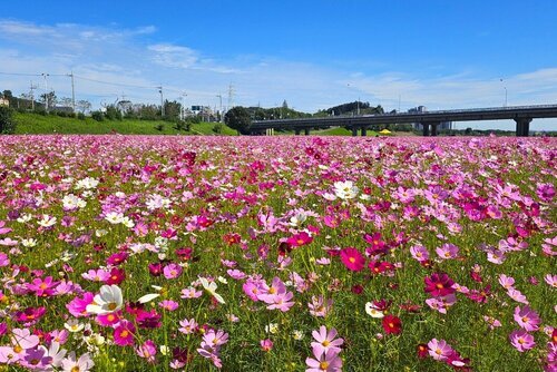 코스모스가 만개한 모습